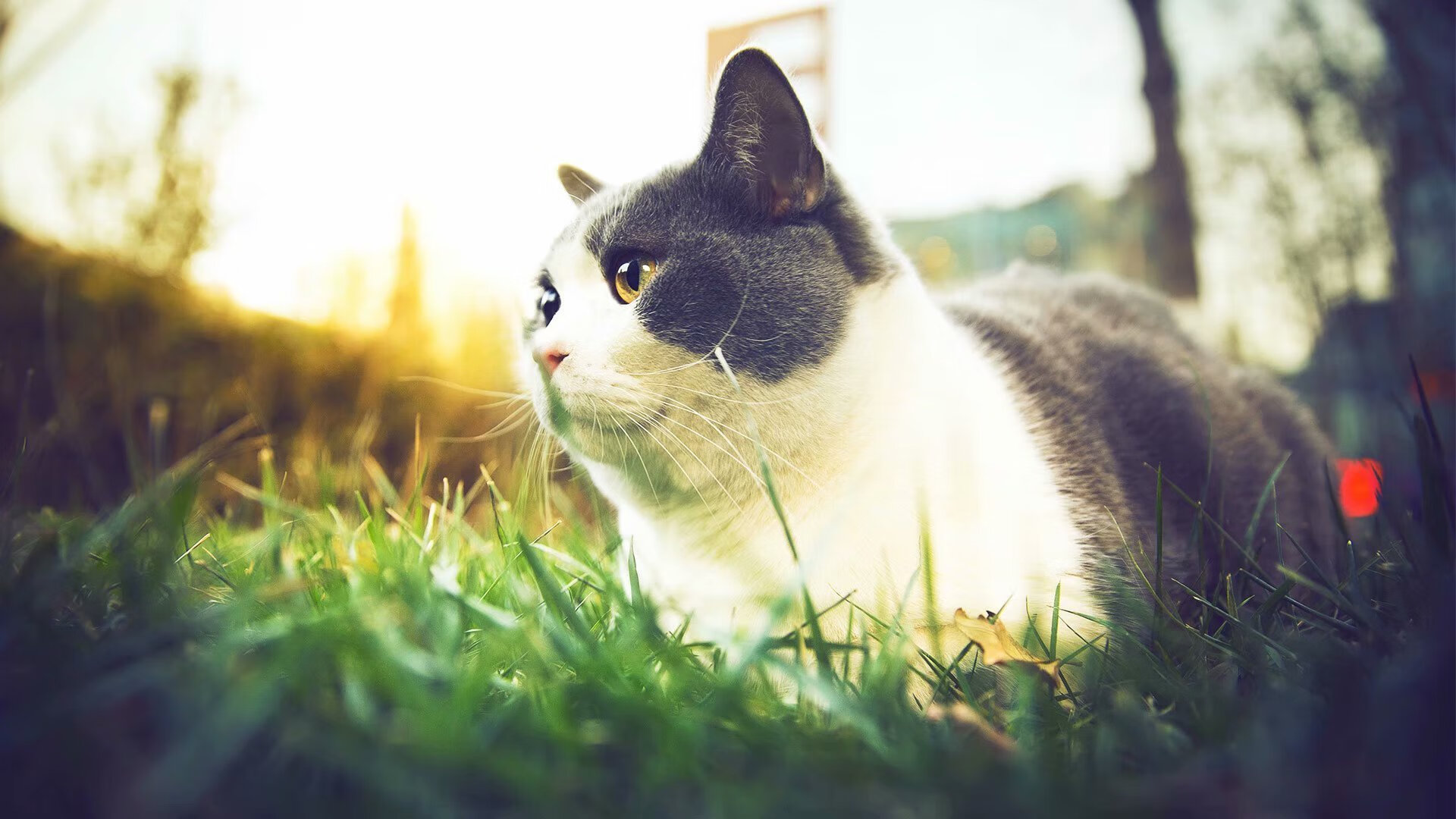 爱游戏app-西班牙年轻天才崭露头角，被视为未来希望