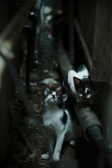 赫梅列夫斯基200蝶决赛奋勇拼搏，赫梅利尼茨基勋章