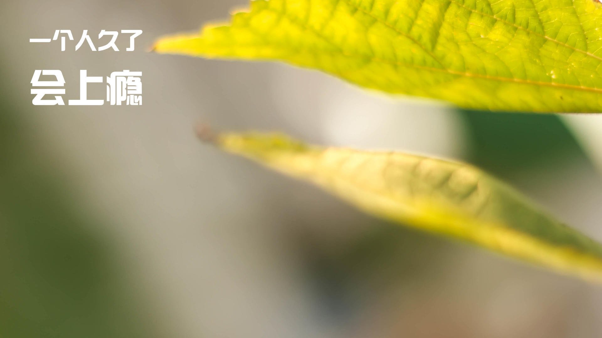 足球视频裁判系统全面普及实施,足球裁判视角